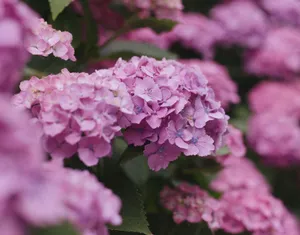 Detailed shot of lush pink hydrangea flowers in full bloom, showcasing their vibrant colors and delicate textures. jigsaw puzzle