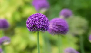 Vibrant close-up of purple allium flowers blooming against a lush green background. jigsaw puzzle