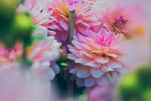 Vibrant pink dahlias in full bloom captured in a garden setting, showcasing delicate petals. jigsaw puzzle