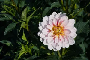 A vibrant pink dahlia in full bloom surrounded by lush green foliage in a summer garden. jigsaw puzzle