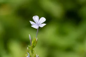 A delicate plumbago flower in focus against a soft, green blurred background, symbolizing serenity. jigsaw puzzle
