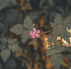 Delicate pink Geranium robertianum flower stands out against a blurred natural background. jigsaw puzzle