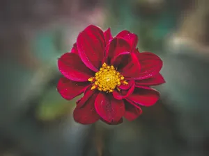 Vivid red dahlia flower captured in sharp focus with a natural blurred backdrop, highlighting its vibrant petals. jigsaw puzzle