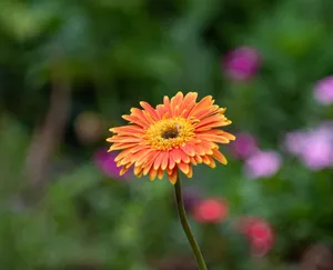 Close-up of a vibrant orange gerbera daisy in full bloom, set against a blurred garden background. jigsaw puzzle