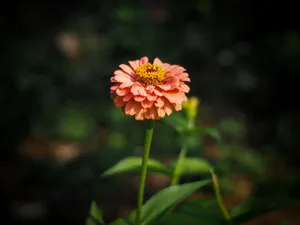 Close-up of a blooming zinnia flower against a dark, blurred background. jigsaw puzzle