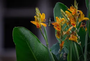 A hummingbird hovers delicately while feeding from bright yellow-orange canna lilies. jigsaw puzzle