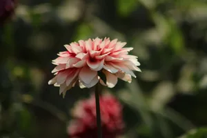 Beautiful close-up of a pink dahlia flower blooming in a garden. jigsaw puzzle