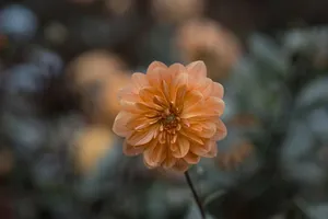 Scenery of tender dahlia flower blossoming on verdant lush meadow in summer nature jigsaw puzzle