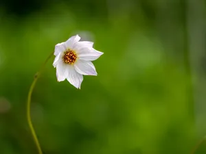 Close-up of a delicate white flower against a lush green background, perfect for nature themes. jigsaw puzzle