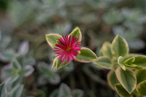 Close-up shot of a vibrant pink flower on a succulent plant with blurred background. jigsaw puzzle