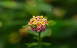 A detailed close-up of a colorful lantana flower bloom against a lush green background. jigsaw puzzle