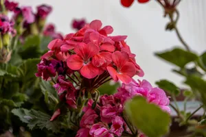 Close-up of vibrant pink and red geranium flowers with green foliage, showcasing their natural beauty. jigsaw puzzle