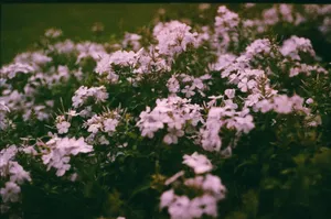 Capture of blooming white flowers in a lush garden setting, exuding a tranquil and natural atmosphere. jigsaw puzzle