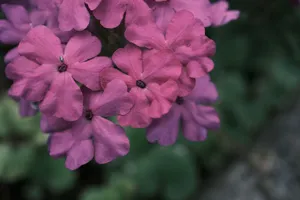 Macro view of vibrant pink Verbena flowers, showcasing delicate petal details and rich color. jigsaw puzzle