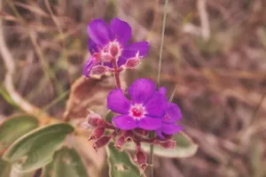 Close-up of vibrant purple flowers amidst a blurred natural background, showcasing detailed petals. jigsaw puzzle