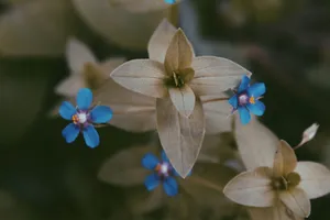 Vibrant blue flowers surrounded by delicate leaves, showcasing nature's beauty in a garden setting. jigsaw puzzle