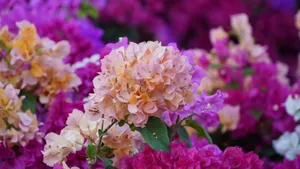 Close-up of colorful bougainvillea flowers showcasing vibrant pink and peach hues. jigsaw puzzle