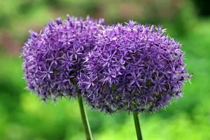 Vibrant purple Allium flowers in full bloom against a lush green background. jigsaw puzzle