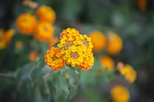 Macro shot of vibrant yellow Lantana flowers in bloom, vivid and colorful. jigsaw puzzle