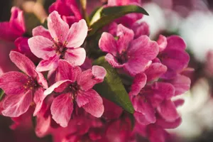 A detailed close-up of vibrant pink blossoms with lush green leaves, captured outdoors. jigsaw puzzle