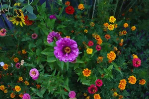 Colorful garden flowers in vibrant summer bloom, showcasing nature's beauty. jigsaw puzzle