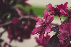 Macro shot of vivid pink blossoms on a tree branch, highlighting delicate petals. jigsaw puzzle