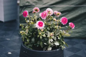 Beautiful pink dahlias in a black planter add a splash of color and charm to any garden space. jigsaw puzzle
