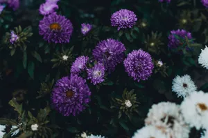 Vibrant purple and white aster flowers blooming outdoors, showcasing natural beauty. jigsaw puzzle
