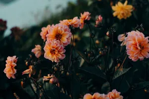 Beautiful dahlia flowers blooming in soft morning light, creating a serene and colorful atmosphere. jigsaw puzzle