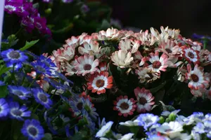 Vibrant floral display featuring multicolored petals in full bloom, capturing a stunning spring atmosphere. jigsaw puzzle