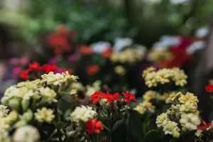 Close-up of colorful flowers blooming in a lush garden setting, showcasing vivid colors and delicate petals. jigsaw puzzle