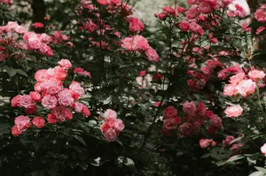 Vibrant pink roses blooming amid lush green foliage, capturing the essence of spring's beauty. jigsaw puzzle