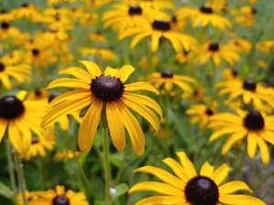 A close-up view of bright yellow Black-Eyed Susans in a summer field. jigsaw puzzle