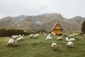 A peaceful rural scene with sheep grazing near a cabin, set against a mountain backdrop. jigsaw puzzle