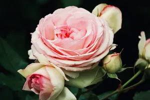 A detailed close-up of a blooming pink rose surrounded by green foliage, perfect for floral photography. jigsaw puzzle