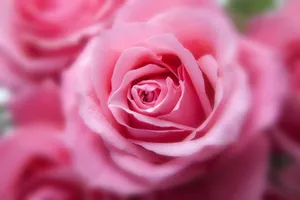 A beautiful close-up of a pink rose with detailed petals in full bloom. jigsaw puzzle