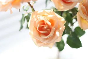 Detailed close-up of beautiful peach roses captured in soft daylight, highlighting delicate petals. jigsaw puzzle