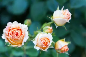 Close-up shot of vibrant orange roses in full bloom against a blurred green background. jigsaw puzzle