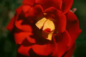 Detailed macro shot of a beautiful red and yellow rose, highlighting its vibrant petals. jigsaw puzzle