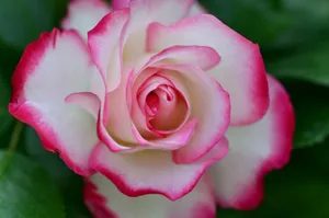 Close-up shot of a vibrant pink and white rose in full bloom with lush green leaves. jigsaw puzzle
