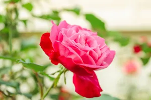 Close-up of a vibrant pink rose bloom outdoors, capturing natural beauty. jigsaw puzzle