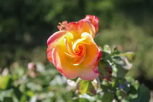 Close-up of a vibrant yellow and pink rose blossom, capturing nature's beauty. jigsaw puzzle