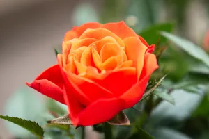 Close-up of a vivid orange rose in full bloom with lush green leaves in the background. jigsaw puzzle