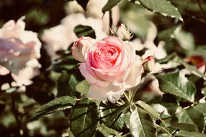 A close-up of a blooming pink rose surrounded by lush green foliage outdoors. jigsaw puzzle