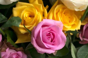 Vibrant pink, yellow, and white roses captured in close-up, showcasing rich colors and textures. jigsaw puzzle