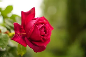Close-up of a vibrant red rose amidst lush green foliage, conveying natural beauty. jigsaw puzzle