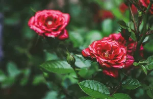 Beautiful close-up of vibrant red roses in full bloom with lush green leaves. jigsaw puzzle