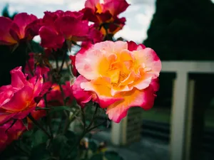 Close-up of vibrant pink and yellow roses blooming in a garden. jigsaw puzzle