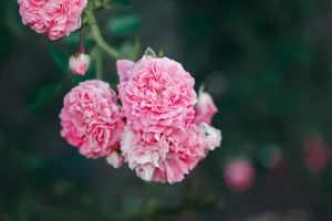 A delicate cluster of pink roses in full bloom, showcasing their intricate petals and vibrant beauty. jigsaw puzzle