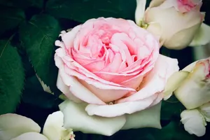 Beautiful close-up of a pink rose with dew drops, showcasing natural elegance and freshness. jigsaw puzzle
